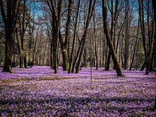 Апартаменты Markov konak Цетине Апартаменты-13