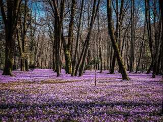 Апартаменты Markov konak Цетине Апартаменты-41